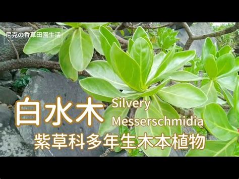 台灣媳婦 lily 老公 水楊木種植
